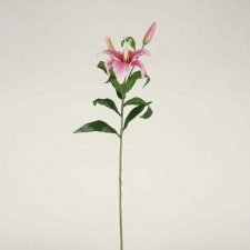 29" RUBRUM LILY X2 PINK