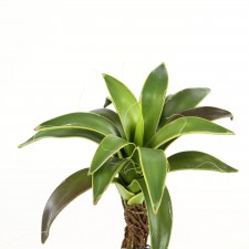 11" AGAVE PLANT DK.GREEN