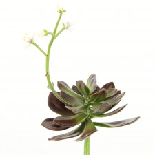 11" FLOWER ECHEVERIA X1