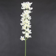 35"MINI DENDROBIUM SPRAY WHT