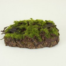 8" MOSS MOUND PAD GREEN