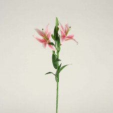 24"ILLUSION TIGER LILY X2