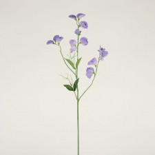 24"AMERICAN SWEET PEA X2 LAVE