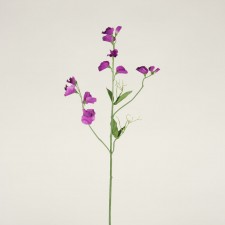 24"AMERICAN SWEET PEA X2 PURPL