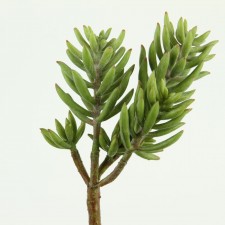 7.5"PRICKLY SUCCULENT
