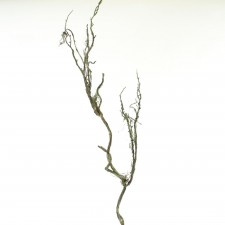 38"AMAZON TWIG VINE GREEN