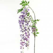 69"GRAND TRP WISTERIA STEM