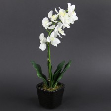 14"MINI DENDROBIUM POTTED