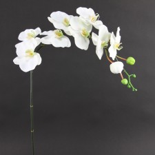 42"PE PHALEANOPSIS SPRAY X9