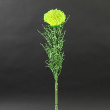 31.5"PROTEA GOLDEN A4
