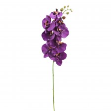 34"PHALEANOPSIS X8