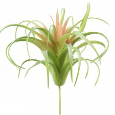 5" AIR PLANT GRN/RED