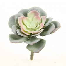 4.5"D FROSTED ECHEVERIA