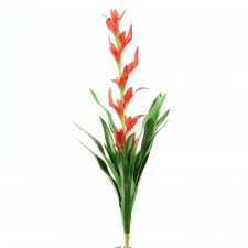 21"FIRECRACKER BROMELIAD