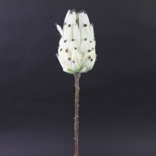 21.5"MATURE PROTEA STEM CREAM