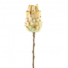 21.5"MATURE PROTEA STEM LATTE