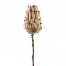 21.5"MATURE PROTEA STEM MOCHA