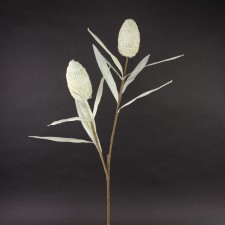 39"CONE PROTEA X3