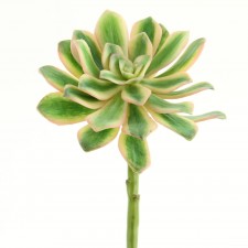 7" SUCCULENT