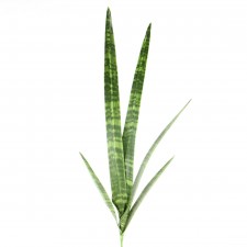 MED.SNAKE PLANT LVS STEM