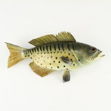 15" FISH