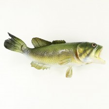 14.5" LG MOUTH BASS