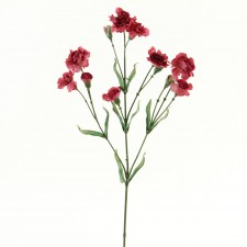 CARNATION PINK B4