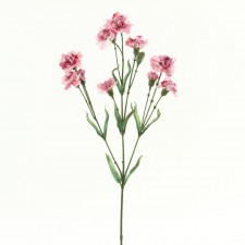 CARNATION LT.PINK B4