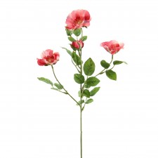 ROSE X4 A25 B5