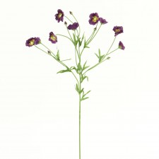 BUTTER CUP PURPLE B6