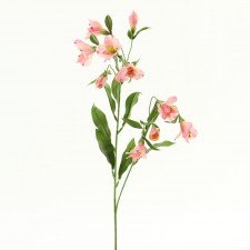 ALSTROMERIA X10 PINK B5