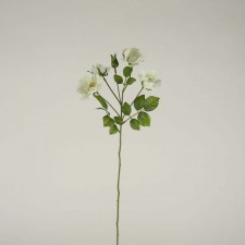ROSE WHITE
