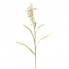 36"FALSE OAT GRASS A4 B4