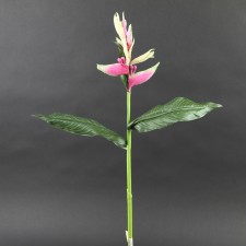 22"BERRY HELICONIA A4 B9