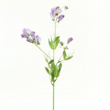 SWEET PEA LAVENDER B4