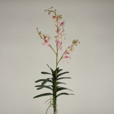 ARANDA WHITE/PINK
