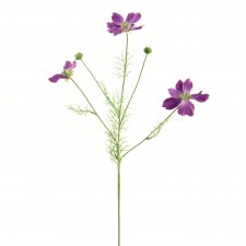 COSMOS PURPLE B4
