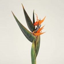 MED.BIRD OF PARADISE