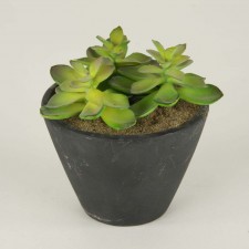 SUCCULENT W/GREY/BLACK POT