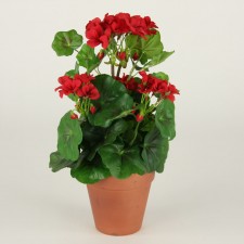 12" GERANIUM POTTED ASST