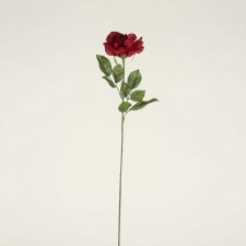 EMPRESS ROSE BEAUTY