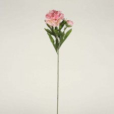 PEONY W/BUD PINK