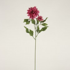 DAHLIA W/BUD PLUM
