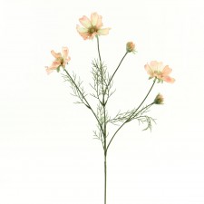 COSMOS X3 W/2 BUDS PEACH B4
