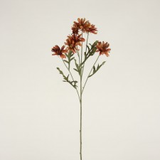 25" DAISY X7 SIENNA A5 B2