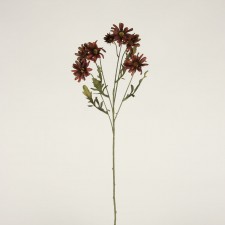 25"DAISY X7 GARNET A5 B2