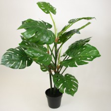 4.5' MONSTERA POTTED