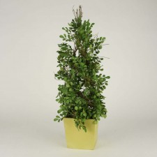 34" BOXWOOD SPIRAL TOPIARY