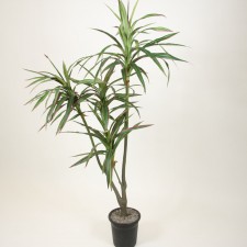 4' DRACAENE W/POT