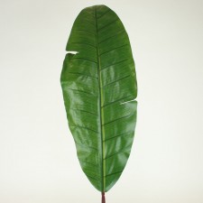 BANANA LEAF MED. RED/GREEN